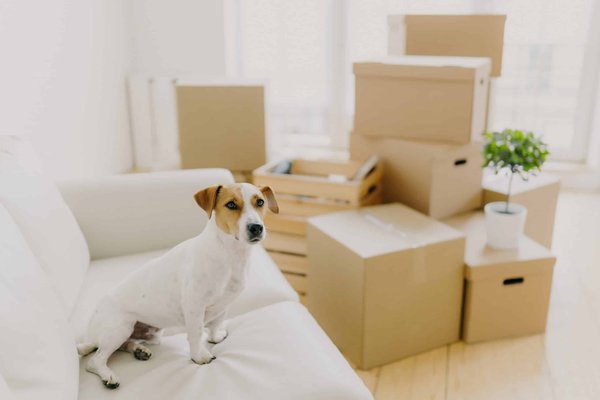 How to Create a Luxurious Yet Durable Pet Bed for Large Breed Dogs?